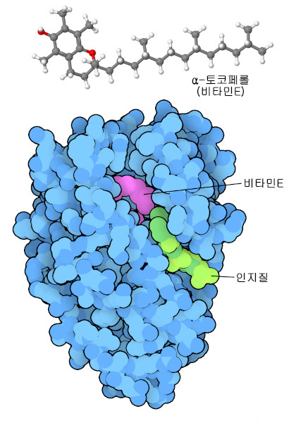 비타민 E(위)와 토코페롤 전이 단백질(아래).