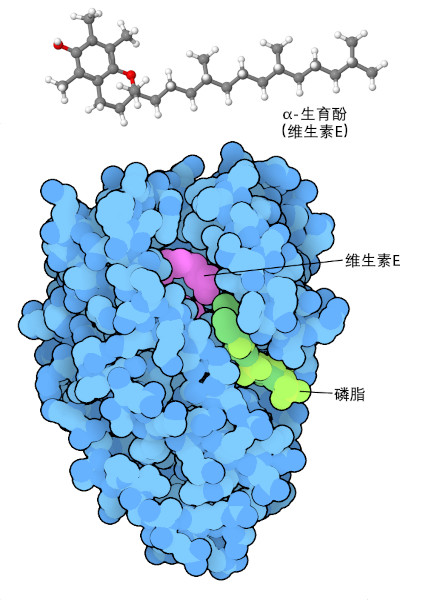 维生素 E（上图）和生育酚转移蛋白（下图）。