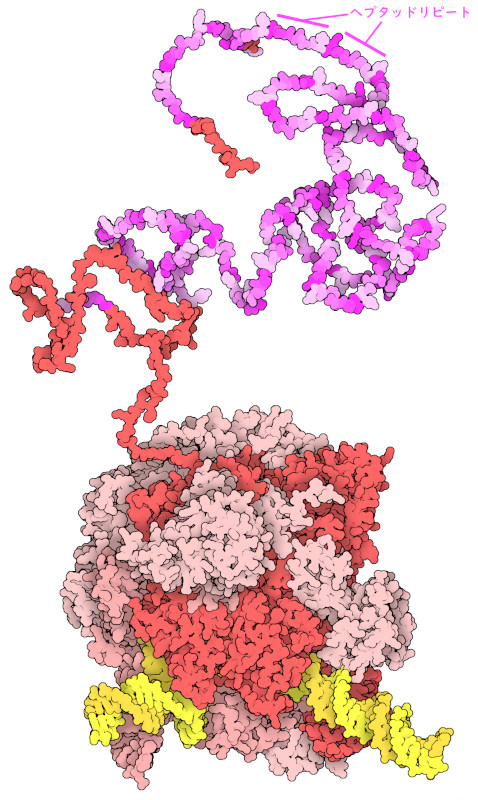 RPB1の7アミノ酸配列を含むRNAポリメラーゼIIを赤紫の色合いで示す。