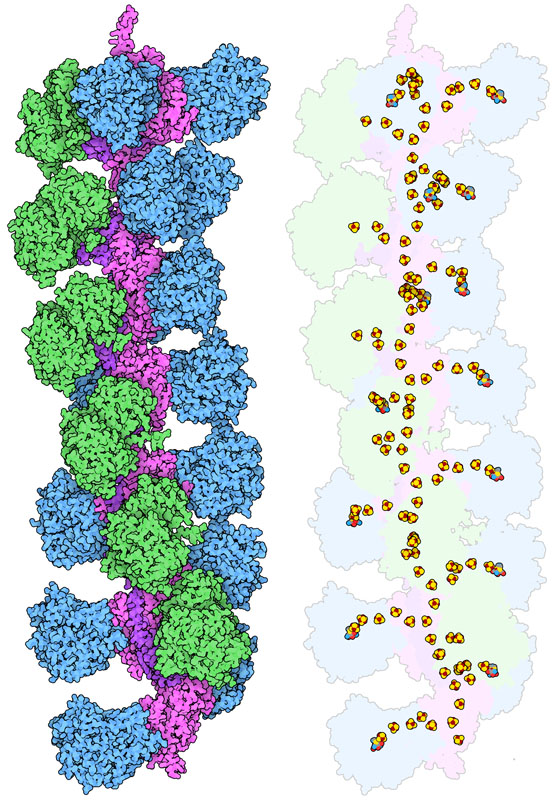 HDCR（水素依存性二酸化炭素還元酵素）の線維。HydA2（青）とFdhF（緑）という2種類の酵素サブユニットが、ナノワイヤーサブユニット（赤紫と青紫）でつながっている。右側の図には、タンパク質間で電子を運ぶ鉄-硫黄補因子を示しているが、線維の内側に連続したナノワイヤーが作られていることがわかる。