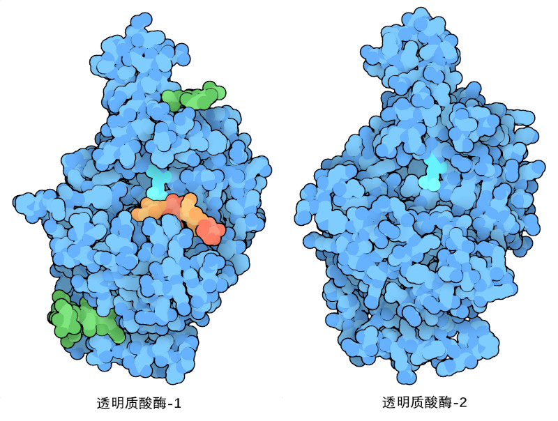人类的透明质酸酶。在透明质酸酶-1中，催化氨基酸谷氨酸显示为亮蓝绿色，两个糖基化位点显示为绿色。图中显示的是一个由透明质酸四糖制成的短片段，它是根据从蜂毒中获得的类似酶制成的（见下文）。该片段是裂解反应的最终产物。透明质酸酶-2 显示的是通过计算得到的结构模型。