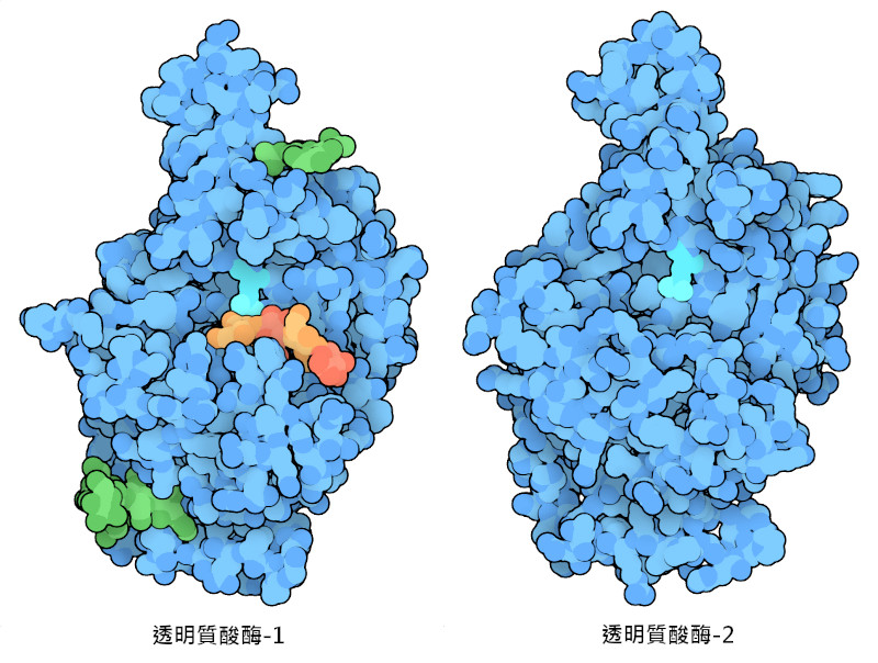 人類的透明質酸酶。在透明質酸酶-1中，催化氨基酸谷氨酸顯示為亮藍綠色，兩個糖基化位點顯示為綠色。圖中顯示的是一個由透明質酸四糖製成的短片段，它是根據從蜂毒中獲得的類似酶製成的（見下文）。此片段是裂解反應的最終產物。 透明質酸酶-2 顯示的是透過計算得到的結構模型。