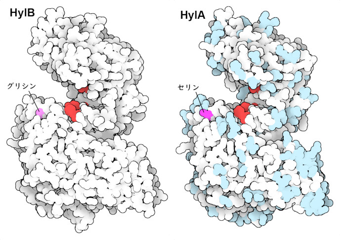 2種類のヒアルロン酸リアーゼ。どちらも細菌由来で、触媒するアミノ酸を赤色で、アミノ酸配列が違い部分をHylA上に水色で示す。赤紫色で示す特定のアミノ酸が、酵素によって作り出されるさまざまな種類のヒアルロン酸断片を制御することが分かっている。