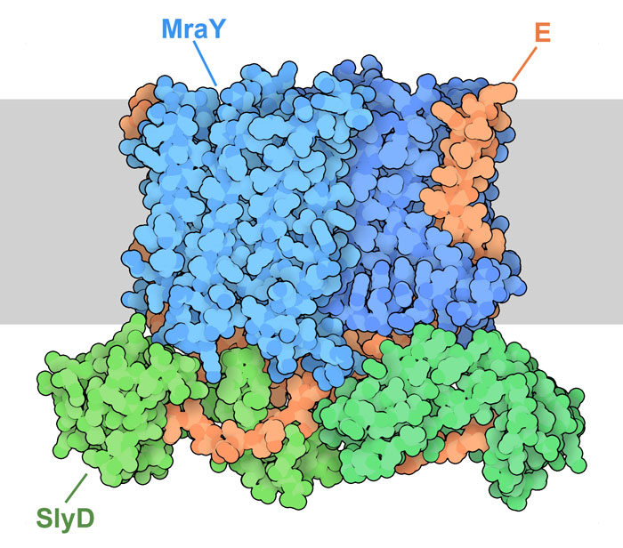 MraY（青色）、φX174 Eタンパク質（オレンジ色）、SlyD（緑色）からなるYES複合体。細菌の内膜は灰色で模式的に示している。