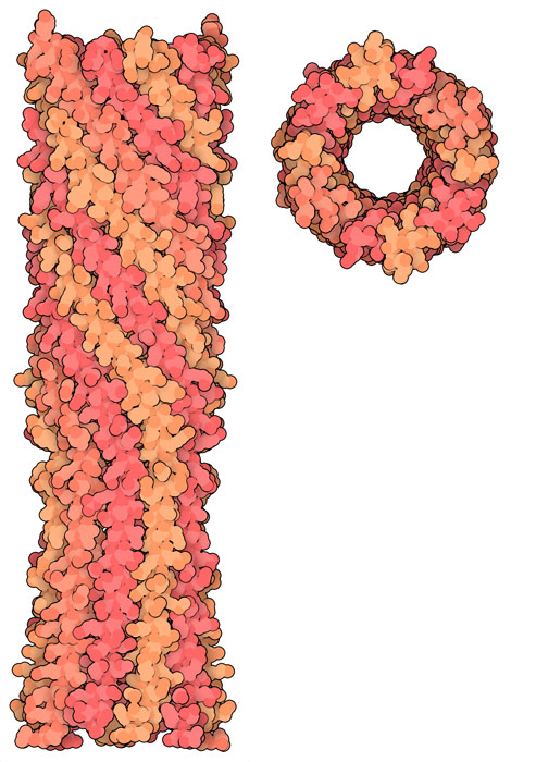 φX174 Hタンパク質のチューブ形成ドメイン。