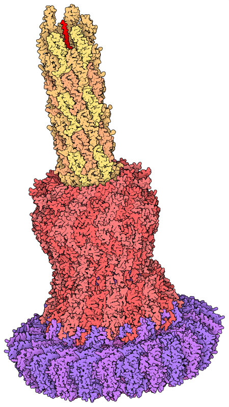 サルモネラ菌インジェクティソームの針複合体。針の細い管の内側上部に赤色で示しているのが、エフェクタータンパク質SptPのごく一部である。