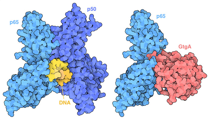 (左）DNAに結合したp50とp65のNF-κB転写因子複合体。(右）p65を切断するサルモネラ菌エフェクタータンパク質GtgA。