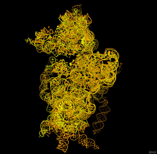 リボソームRNA