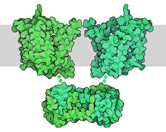 Carbon Capture Mechanisms