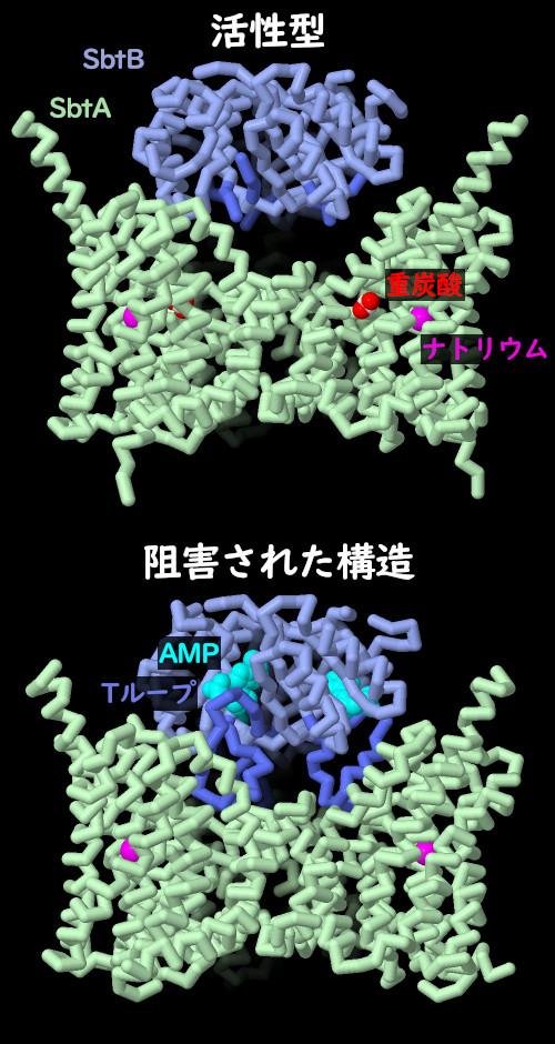 重炭酸輸送体