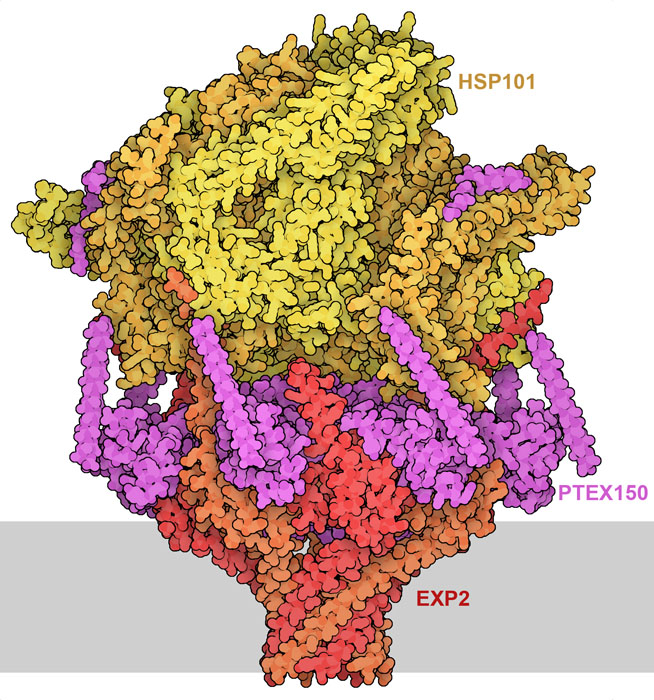 Malaria Parasite PTEX