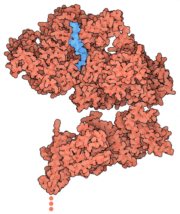 VAR2CSA（赤色）とその標的分子コンドロイチン硫酸A（青色）の小片。VAR2CSAは膜貫通セグメントを介して赤血球表面に接着しているが、この構造には含まれていない。