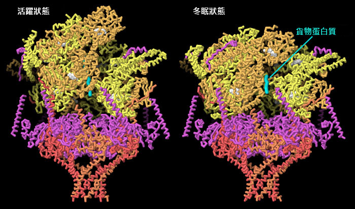 PTEX 的結構變化