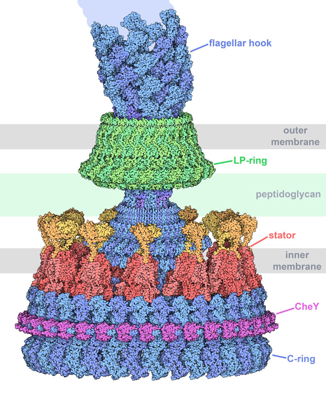 Flagellar Motor