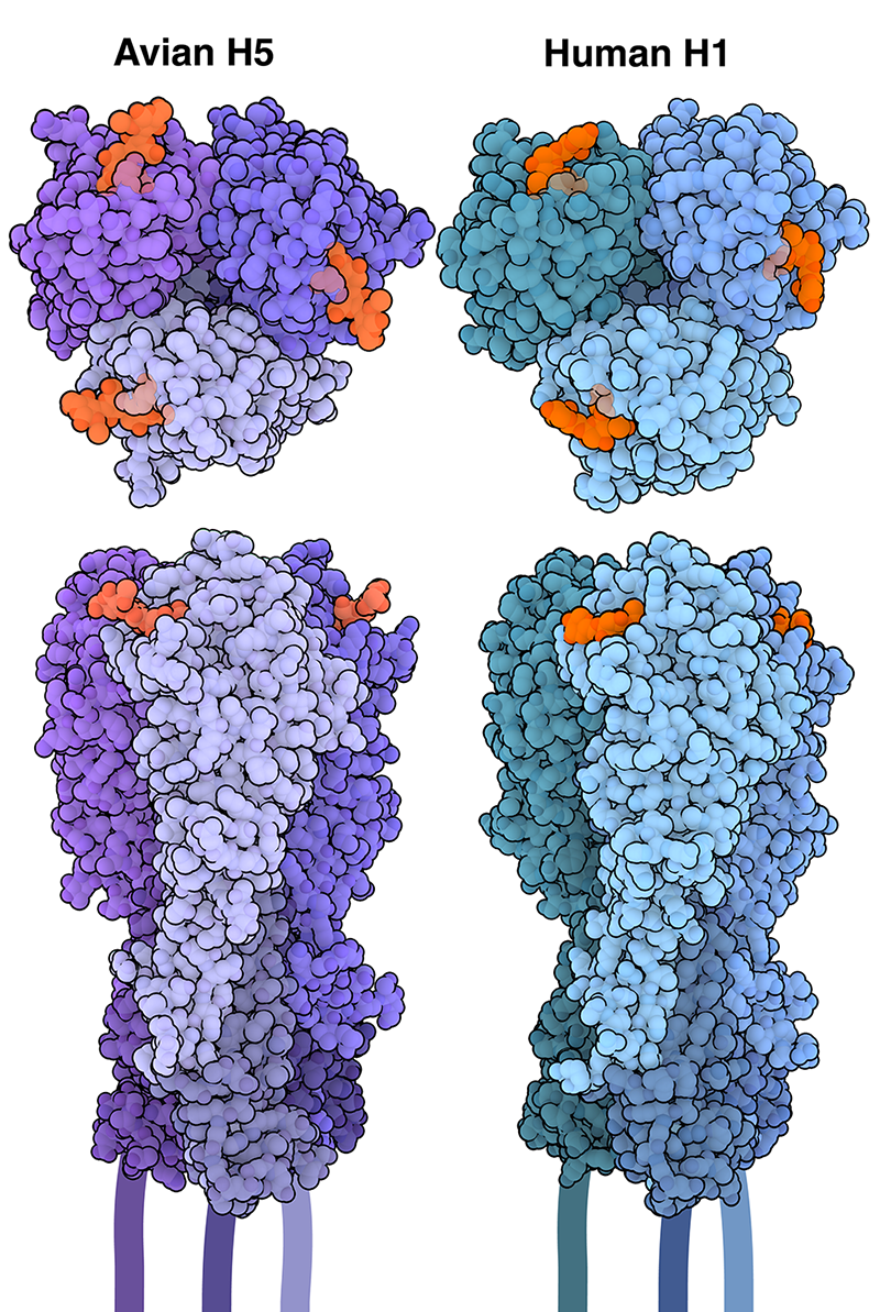 H5 Hemagglutinin