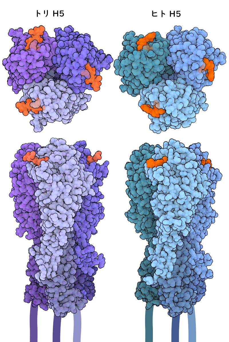 シアル酸受容体類似物質（オレンジ色で示す部分）に結合した赤血球凝集素三量体を上から見た図と側面から見た図。鳥類のH5は紫色で、ヒトのH1は青色で示す。