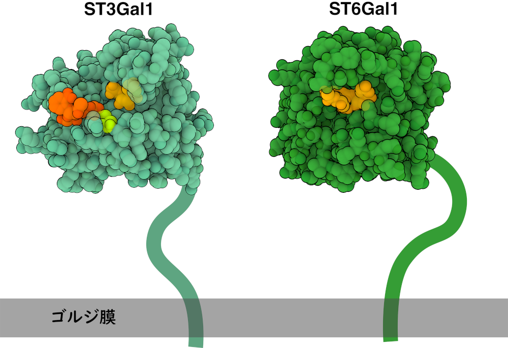 ST3Gal1（薄緑色）とST6Gal1（濃緑色）は、柔軟なリンカーを介してゴルジ膜（灰色）に結合している。ST3Gal1は生成された分子（濃いオレンジ色）と受容体の糖（薄いオレンジ）に結合している。触媒塩基は薄緑色で強調表示している。ST6Gal1はα-2,6結合シアル酸（薄いオレンジ色）と結合している。