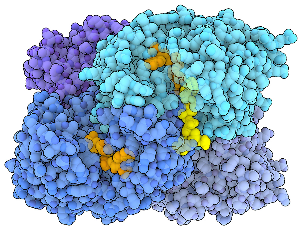 Enoyl-CoA Carboxylases/Reductases