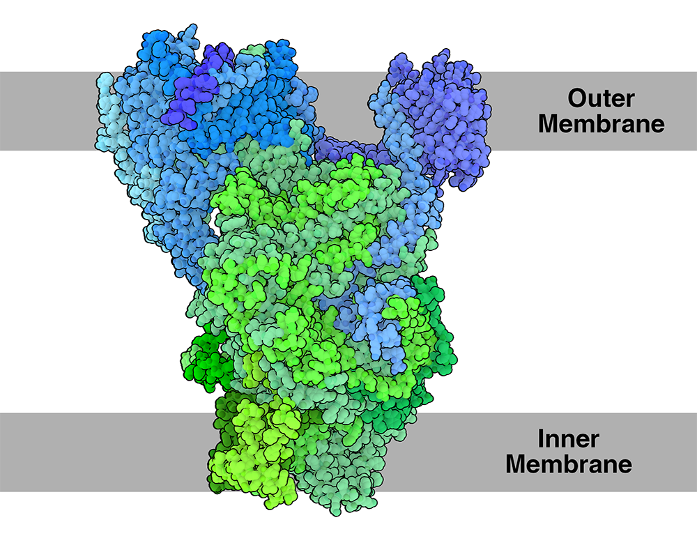 TOC-TIC Translocon