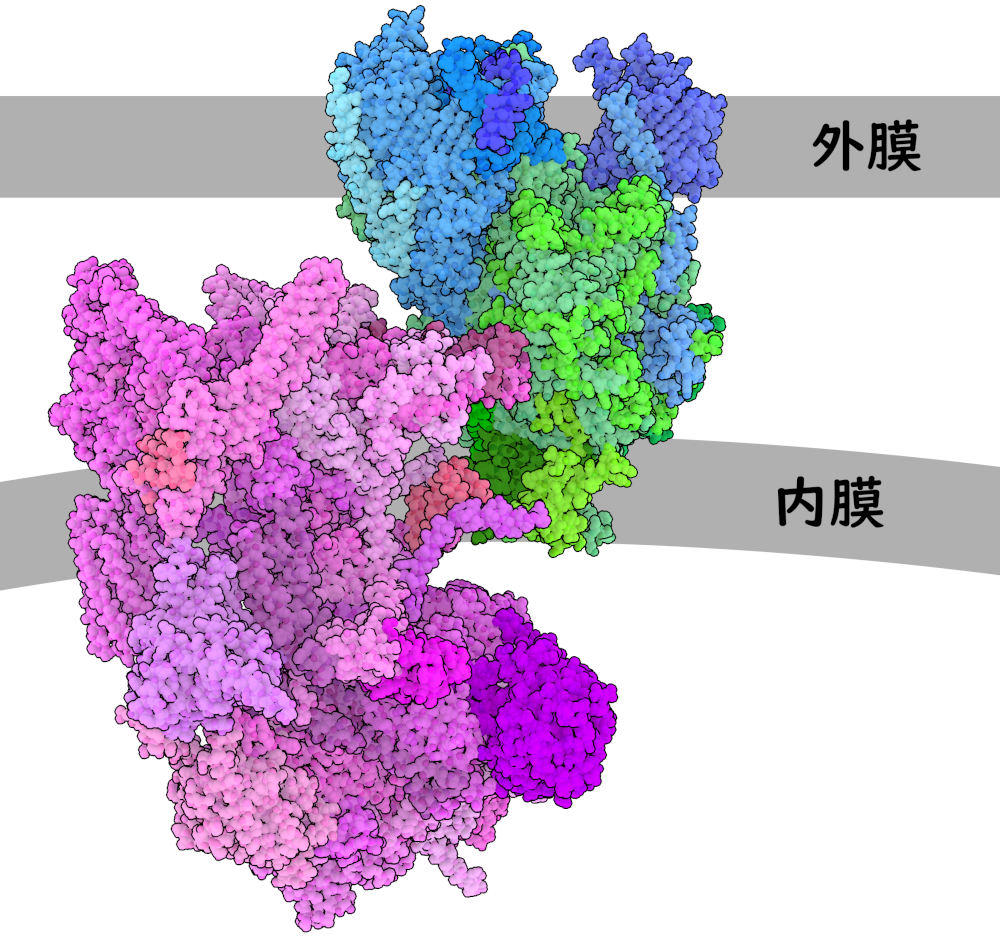 Ycf2-FtsHi複合体（ピンク色と紫色で示す部分、PDB ID 8XQX）はTOC-TICトランスロコン（青色と緑色で示す部分）に結合する。