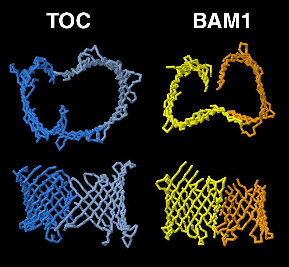 TOCとBAM1におけるβ-バレル構造の比較