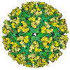 Eastern Equine Encephalitis Virus