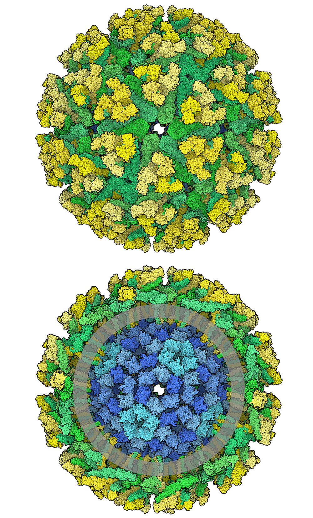 Eastern Equine Encephalitis Virus