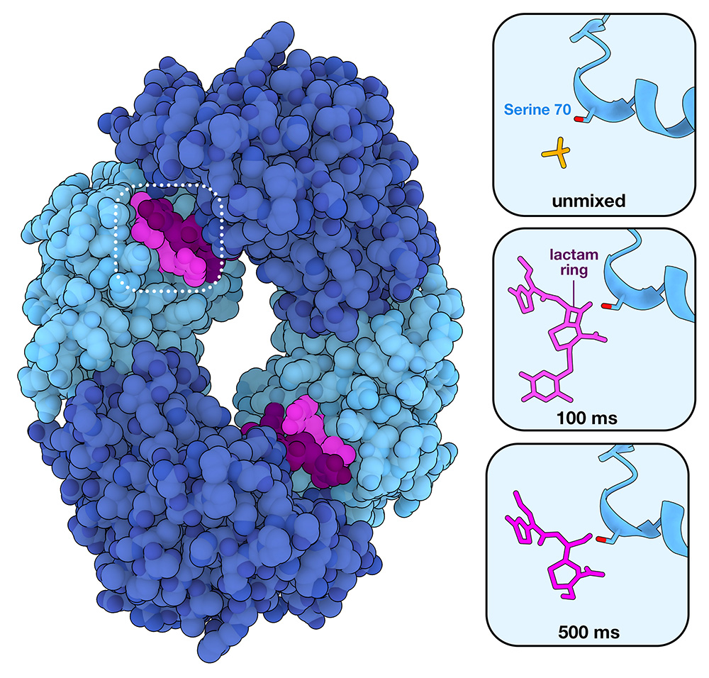 Capturing Beta-Lactamase in Action Capturing Beta-Lactamase in Action