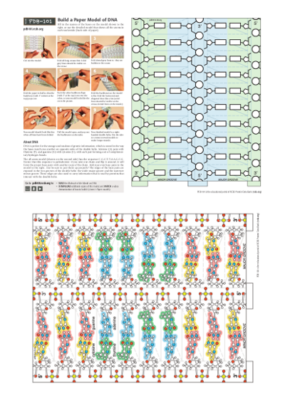 DNA的纸模型
