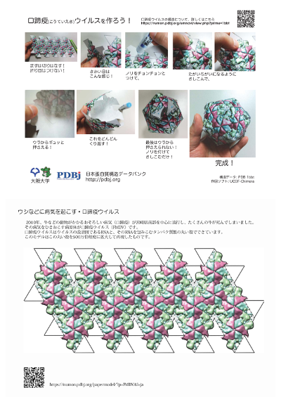 Papermodel of Foot-and-Mouse Disease Virus (FMDV)