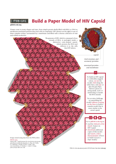 Papermodel of HIV capsid