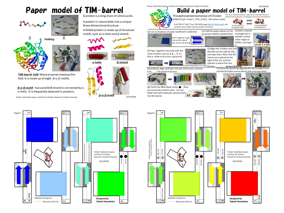 Papermodel of TIM barrel